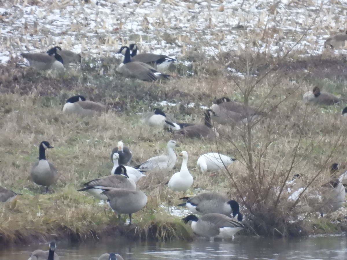 Schneegans - ML646865374