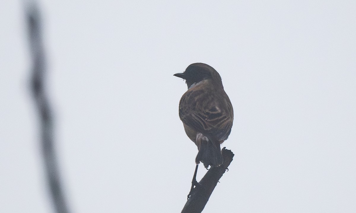 Siberian Stonechat - ML646865375