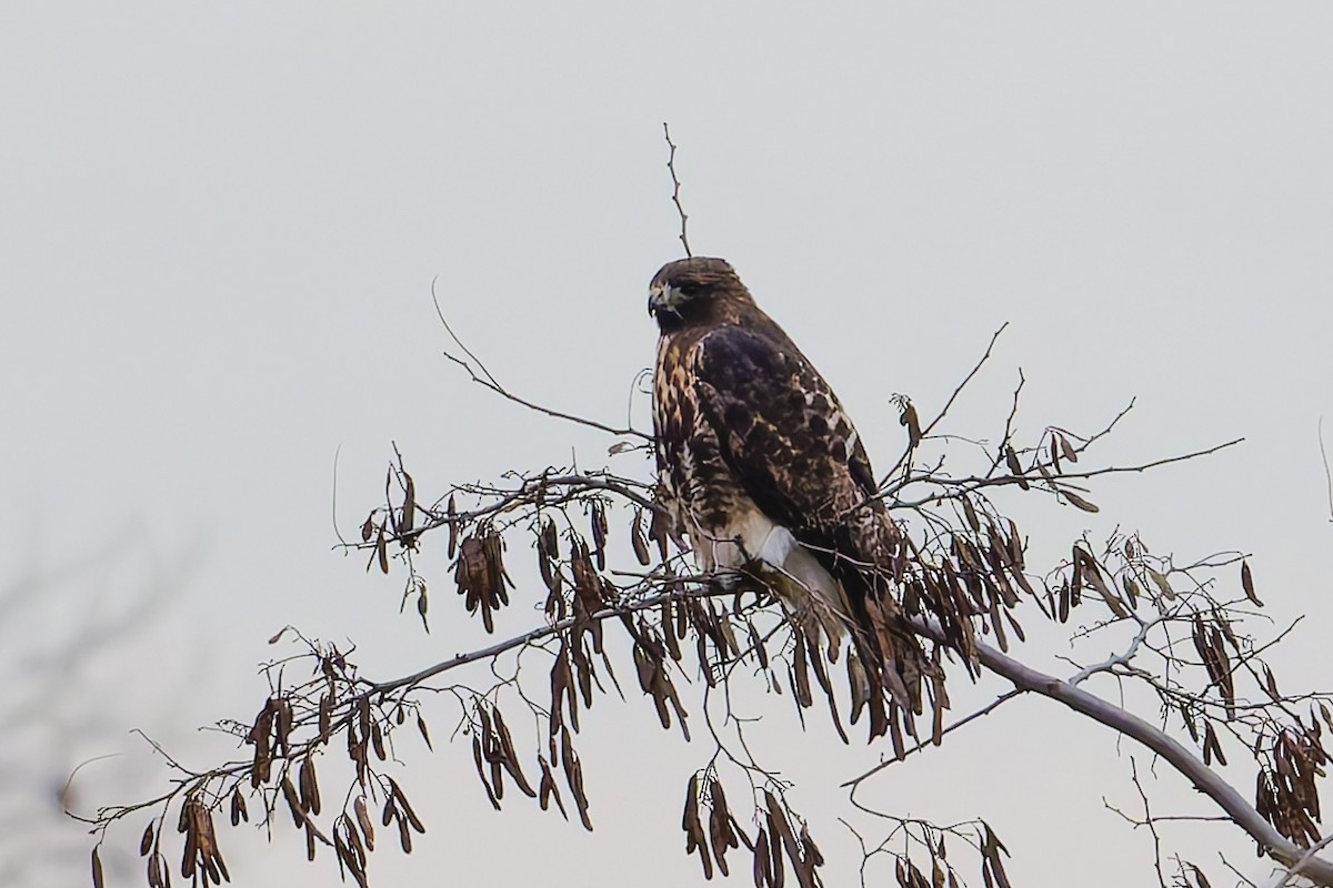 Red-tailed Hawk (abieticola) - ML646865377
