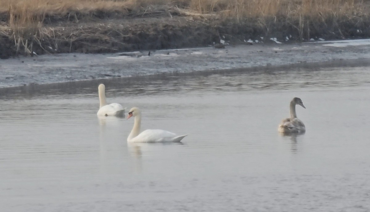 Лебідь-шипун - ML646865378