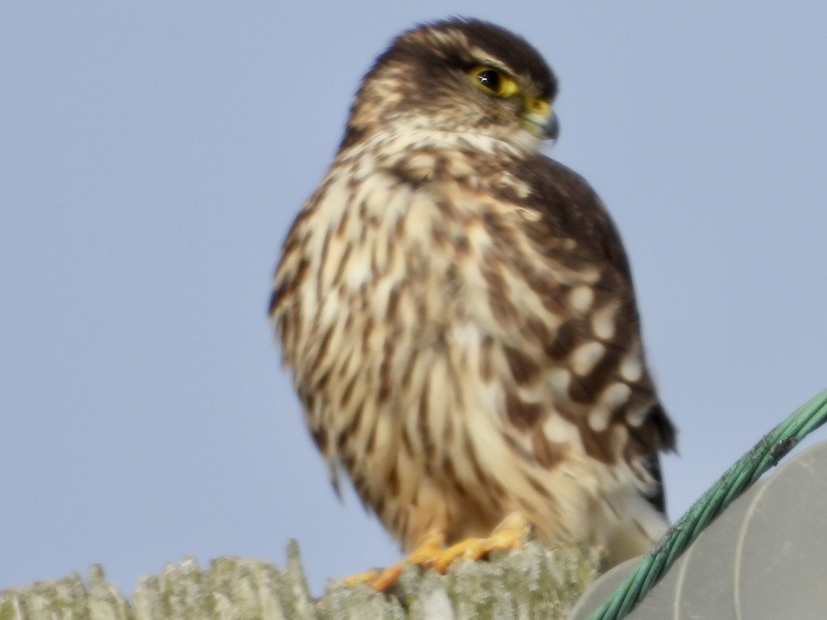 dvergfalk - ML646865384