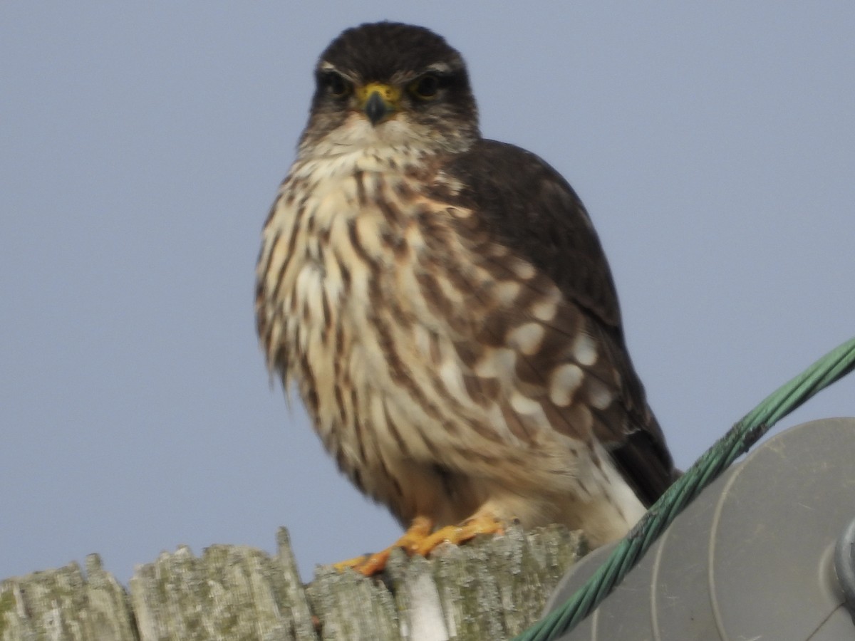 dvergfalk - ML646865385