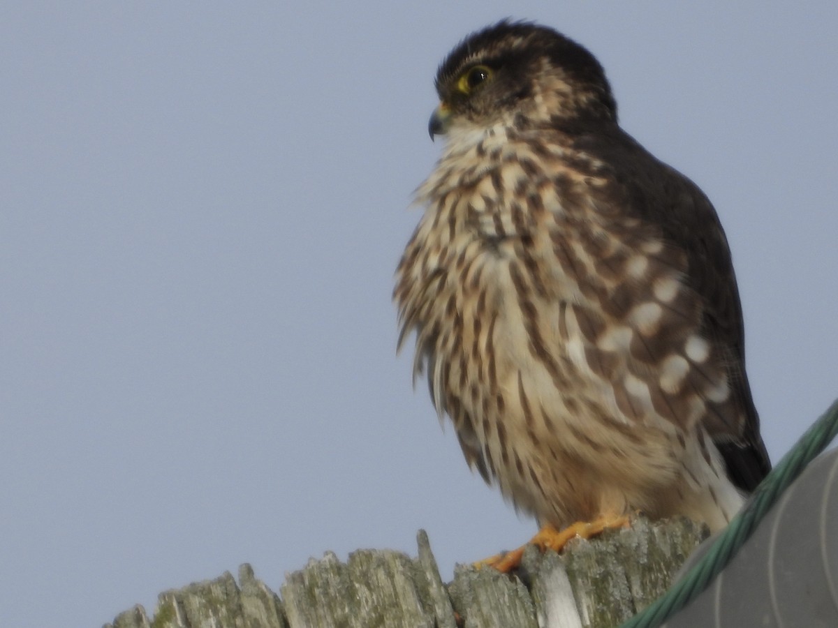 dvergfalk - ML646865386