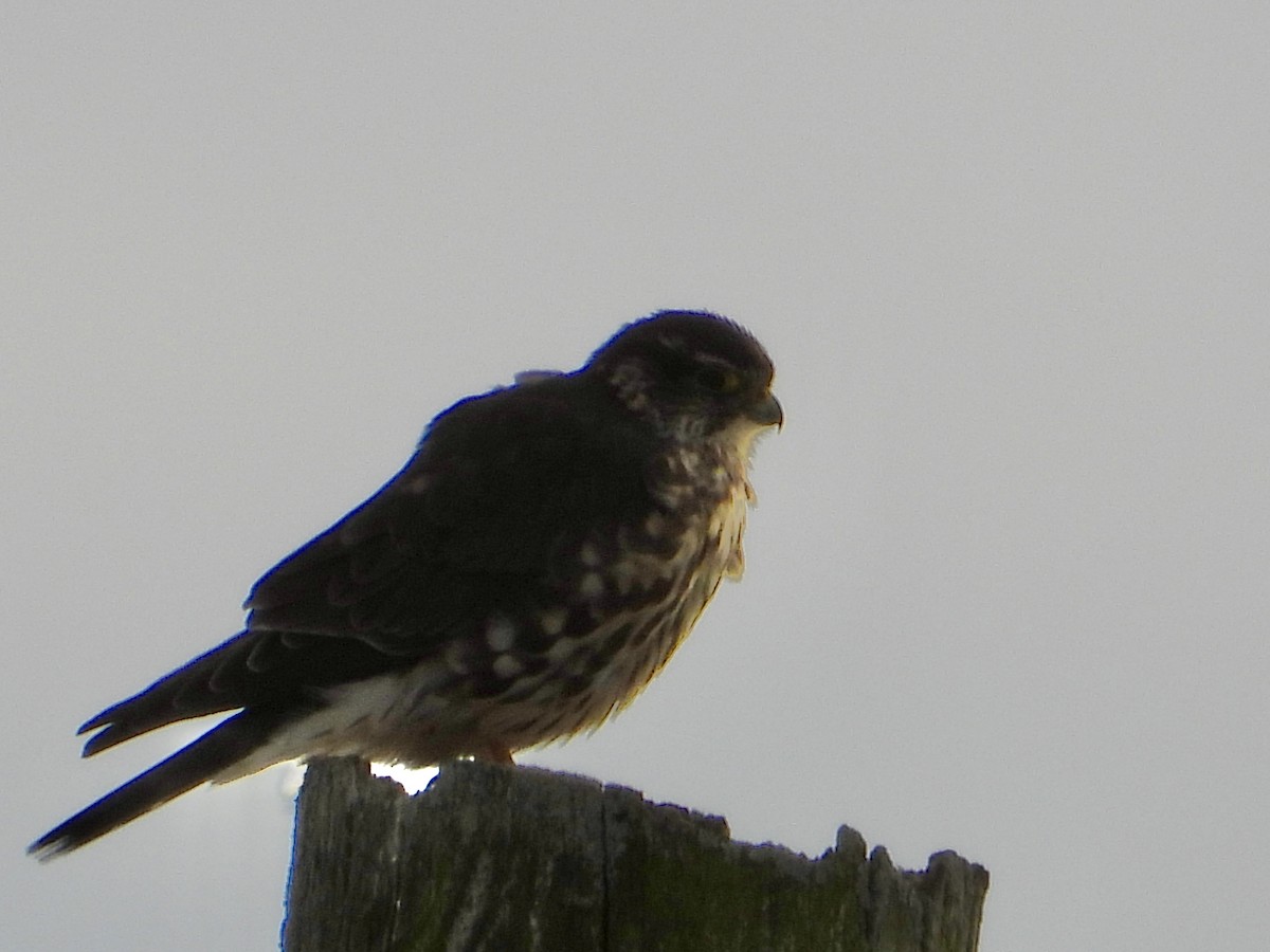 dvergfalk - ML646865387