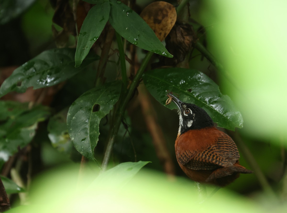 svartkronesmett - ML646865389