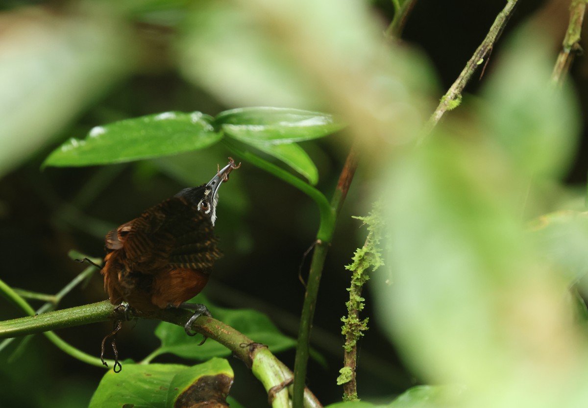 svartkronesmett - ML646865390