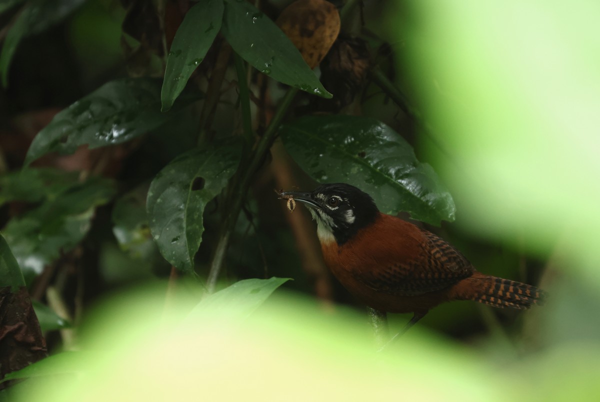 svartkronesmett - ML646865391