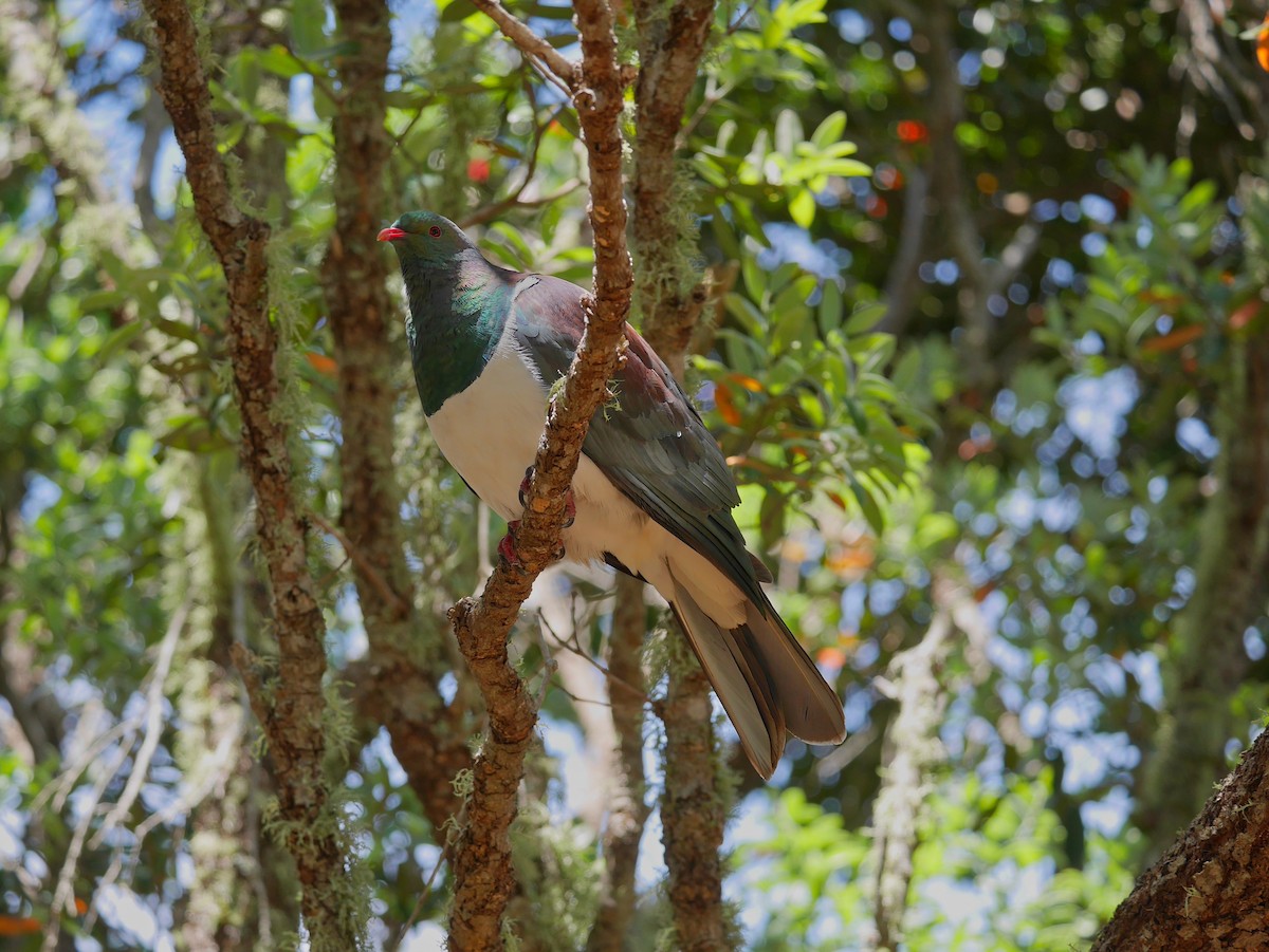 New Zealand Pigeon - ML646865392