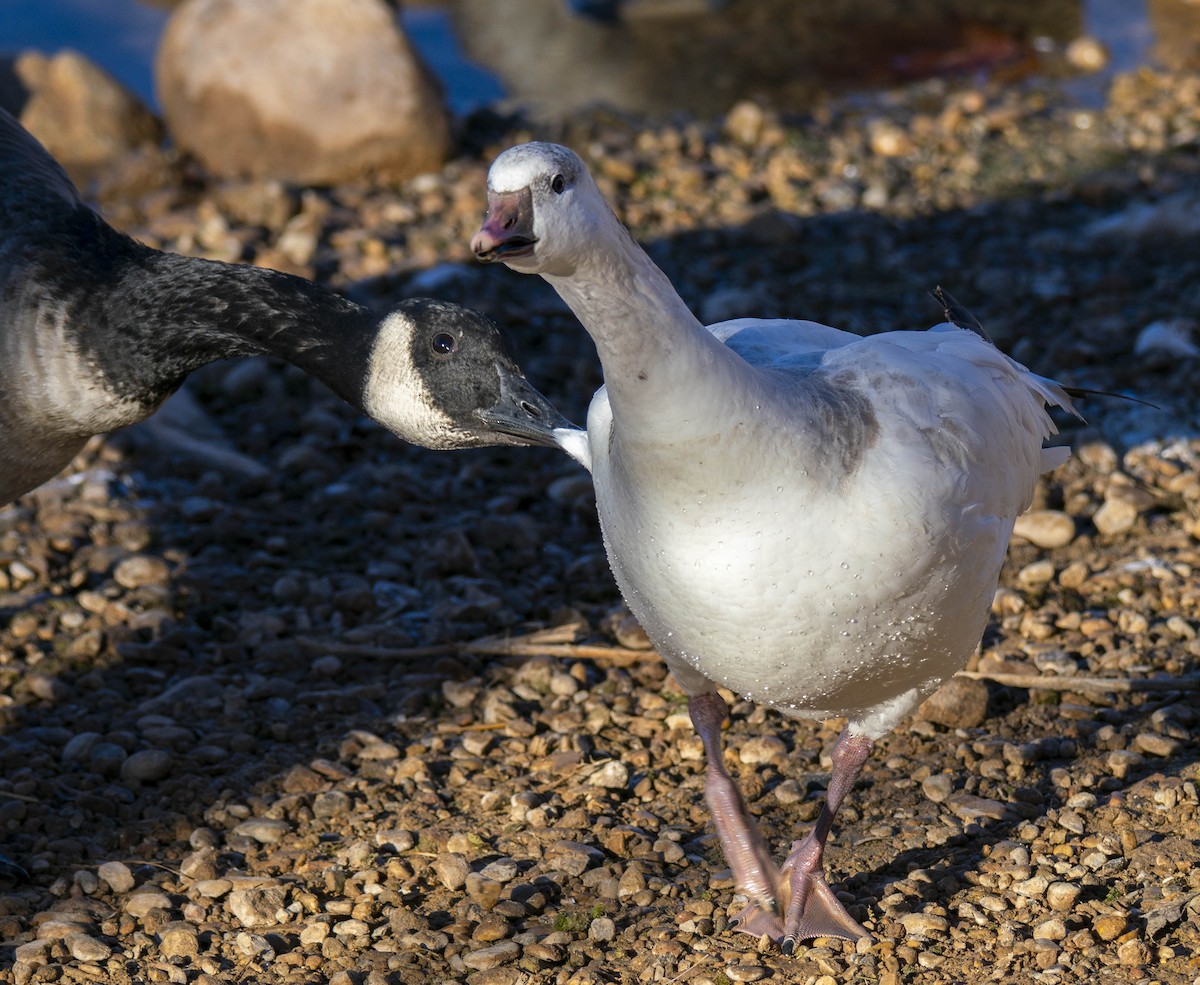 husa bělostná - ML646865393