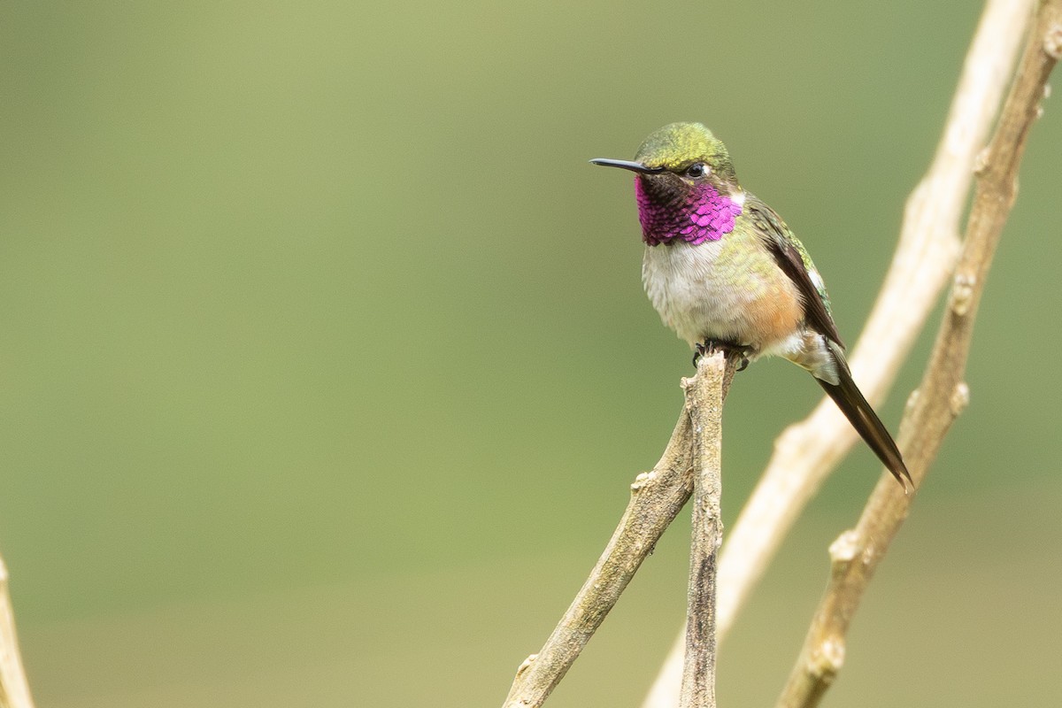 Amethyst Woodstar - ML646865399