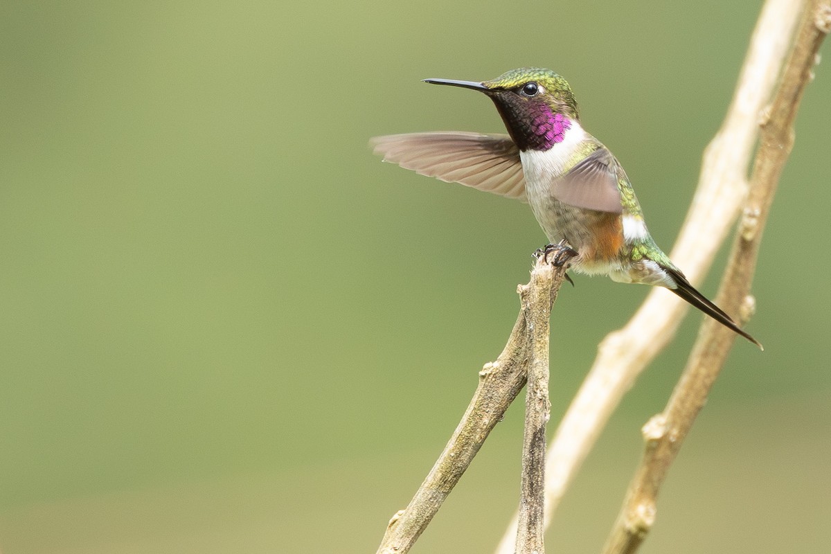 Amethyst Woodstar - ML646865400