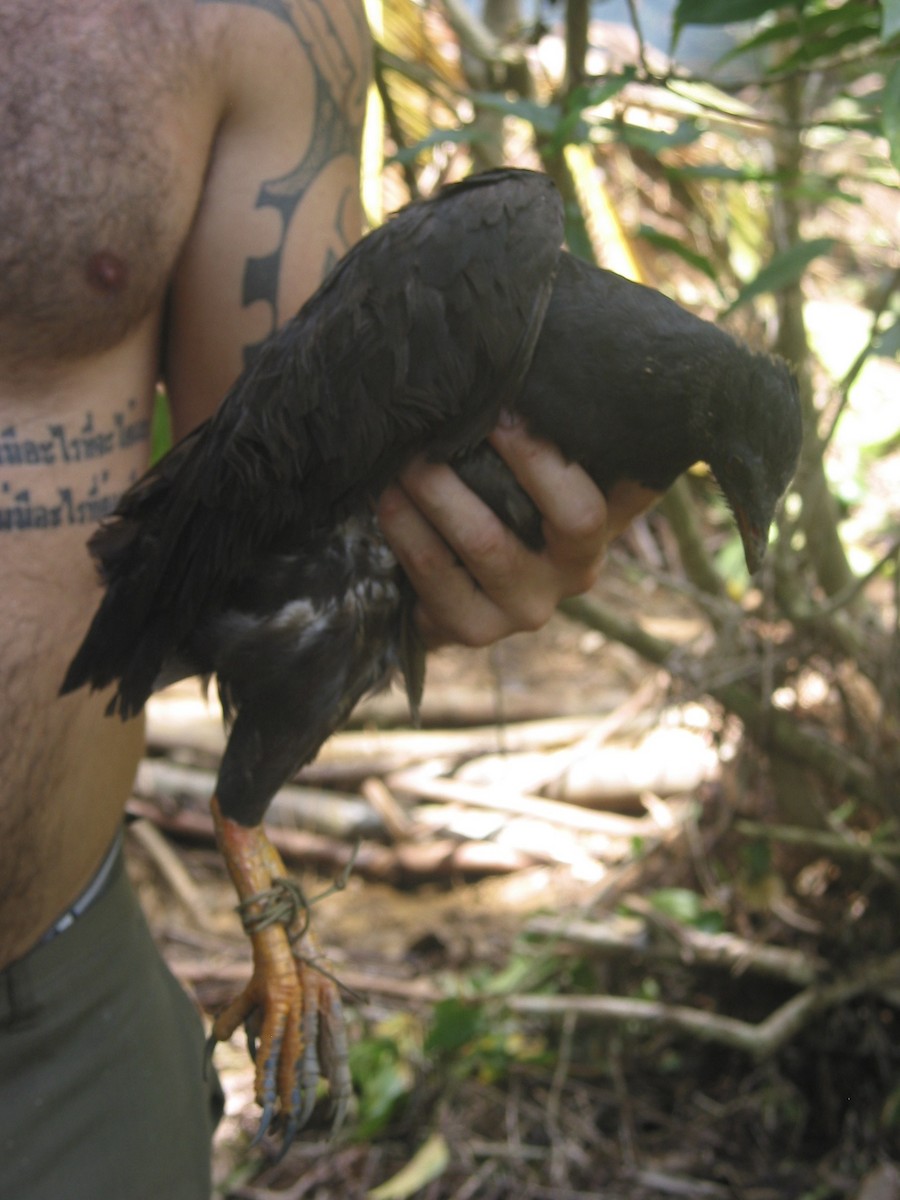 オーストラリアツカツクリ - ML646865403