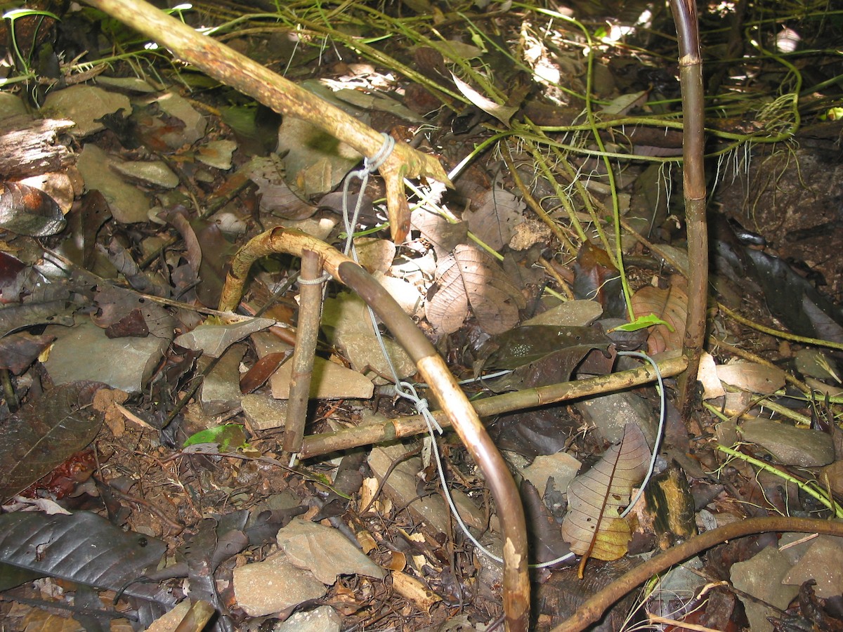 オーストラリアツカツクリ - ML646865404