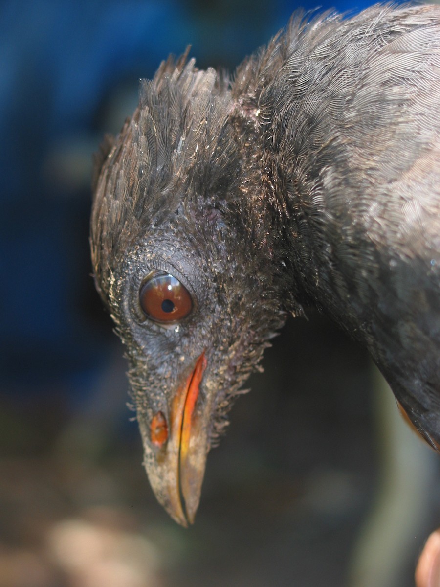 オーストラリアツカツクリ - ML646865405