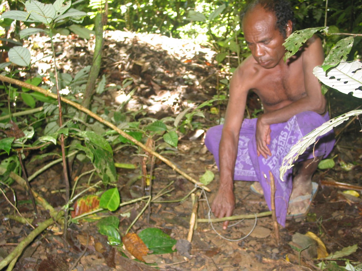 オーストラリアツカツクリ - ML646865407