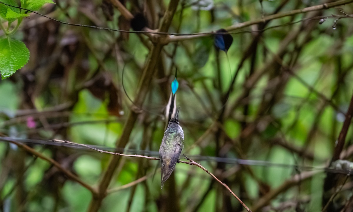 Muhteşem Kolibri - ML646865418