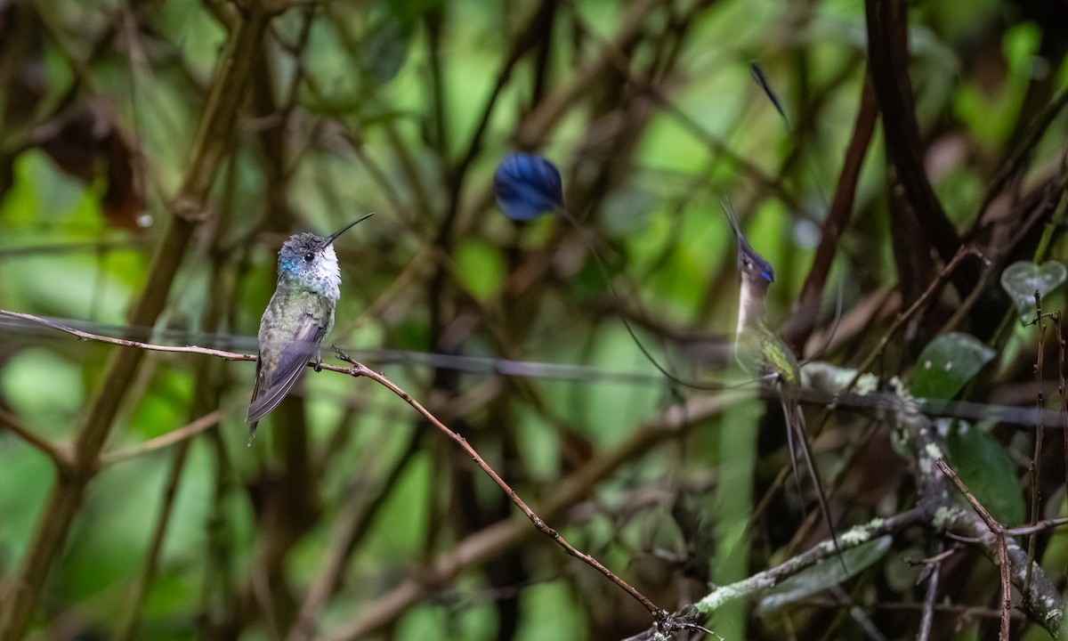 Muhteşem Kolibri - ML646865419