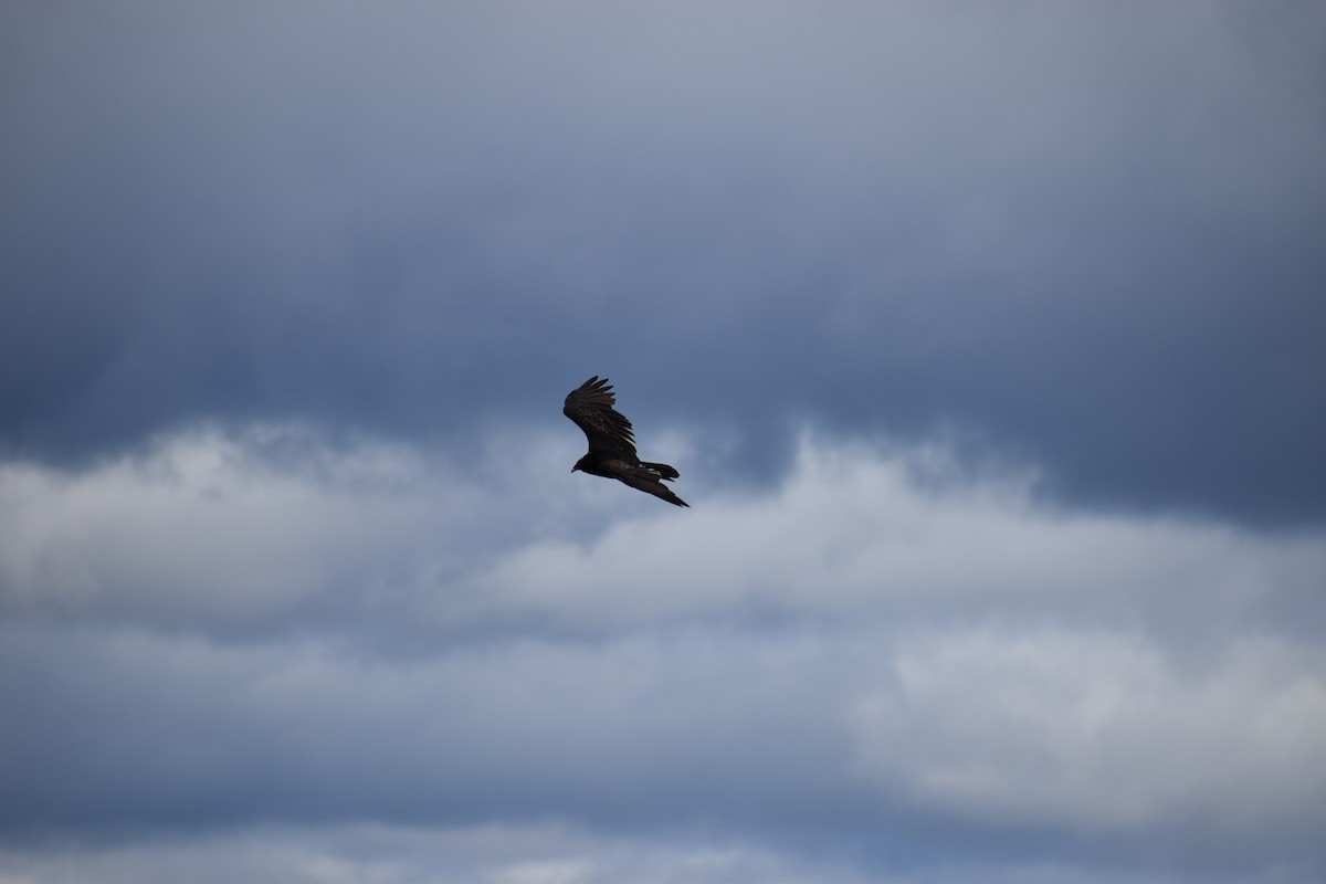 Turkey Vulture - ML646865420