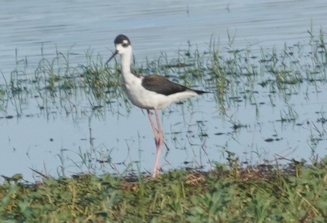 Échasse d'Amérique - ML646865424