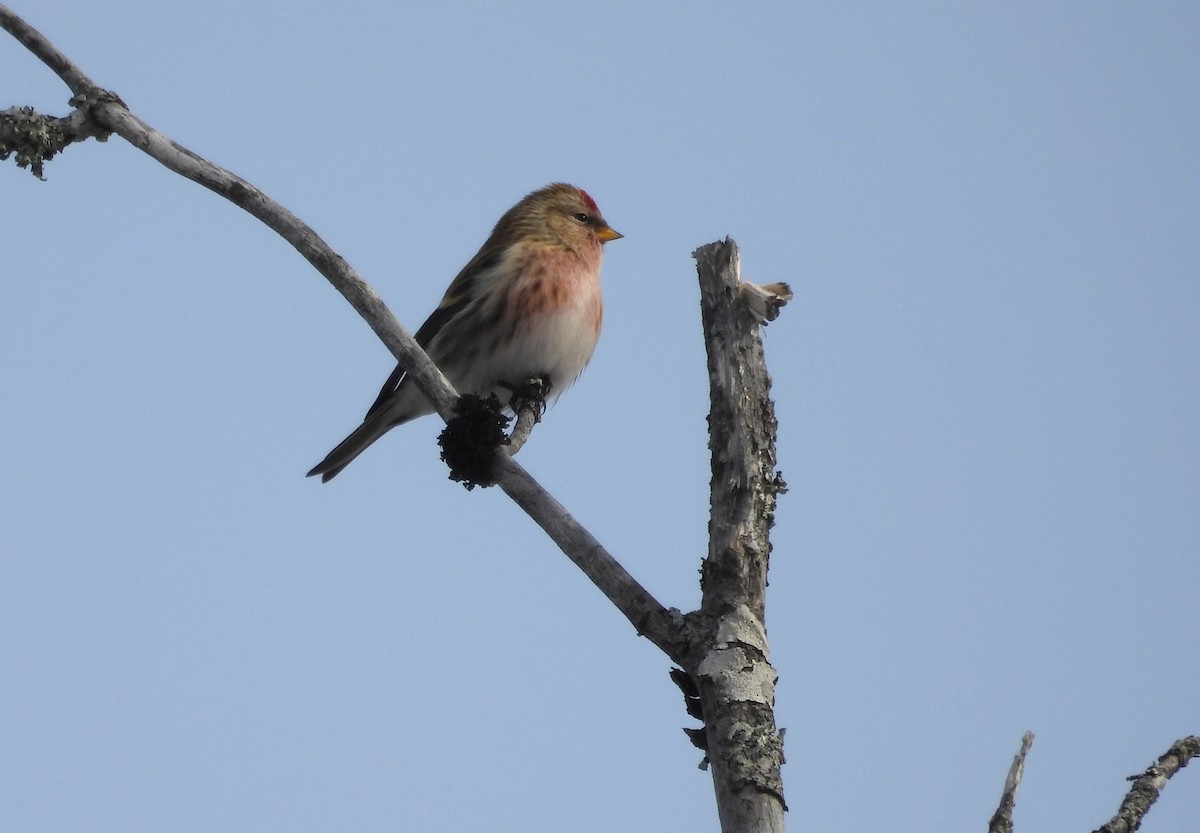 Redpoll (Common) - ML646865426