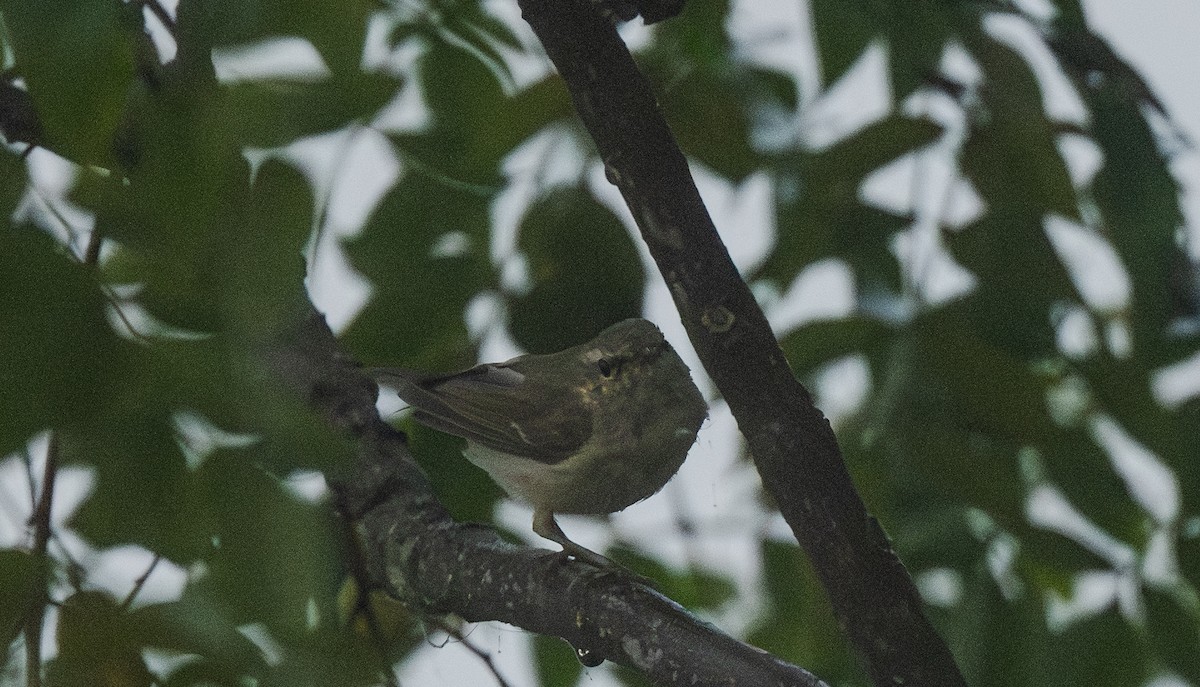 budníček zelený - ML646865427