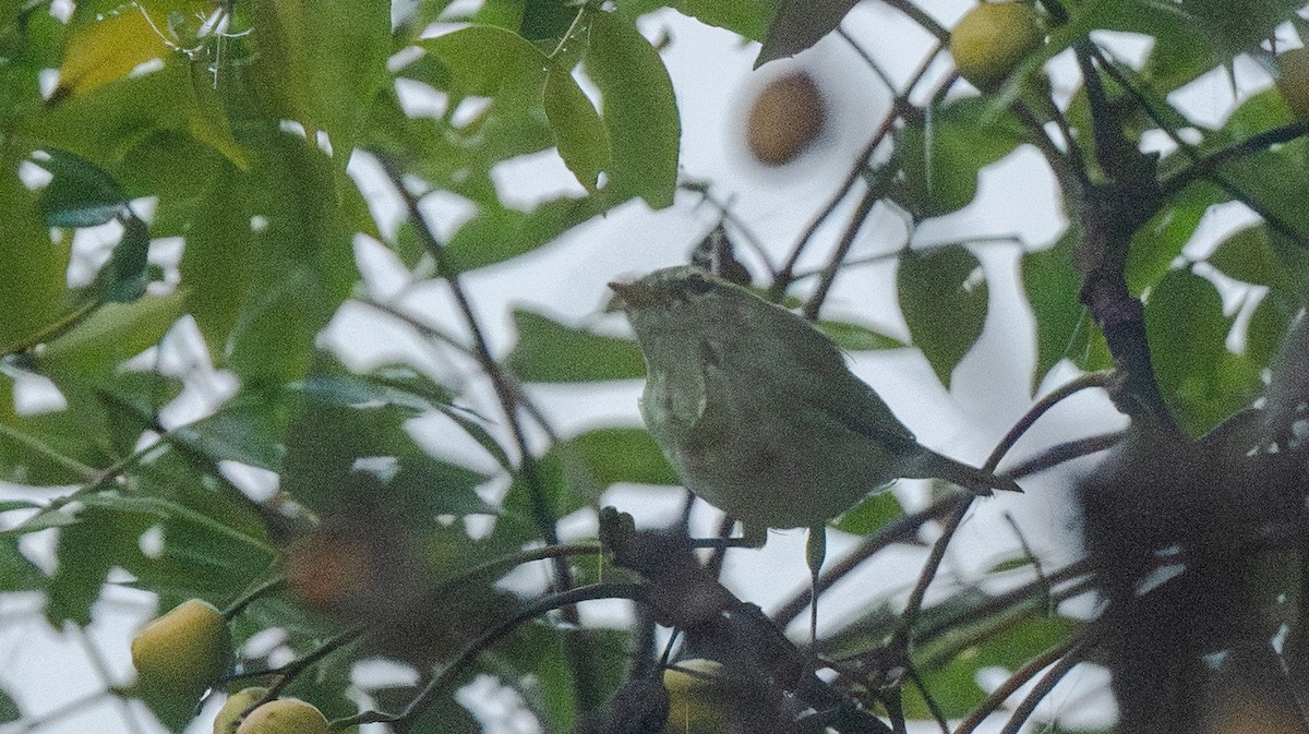 budníček zelený - ML646865428