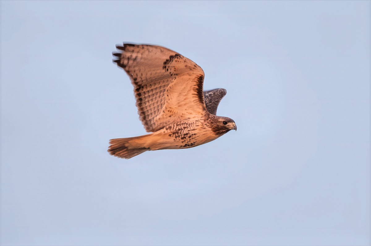 Red-tailed Hawk - ML646865429