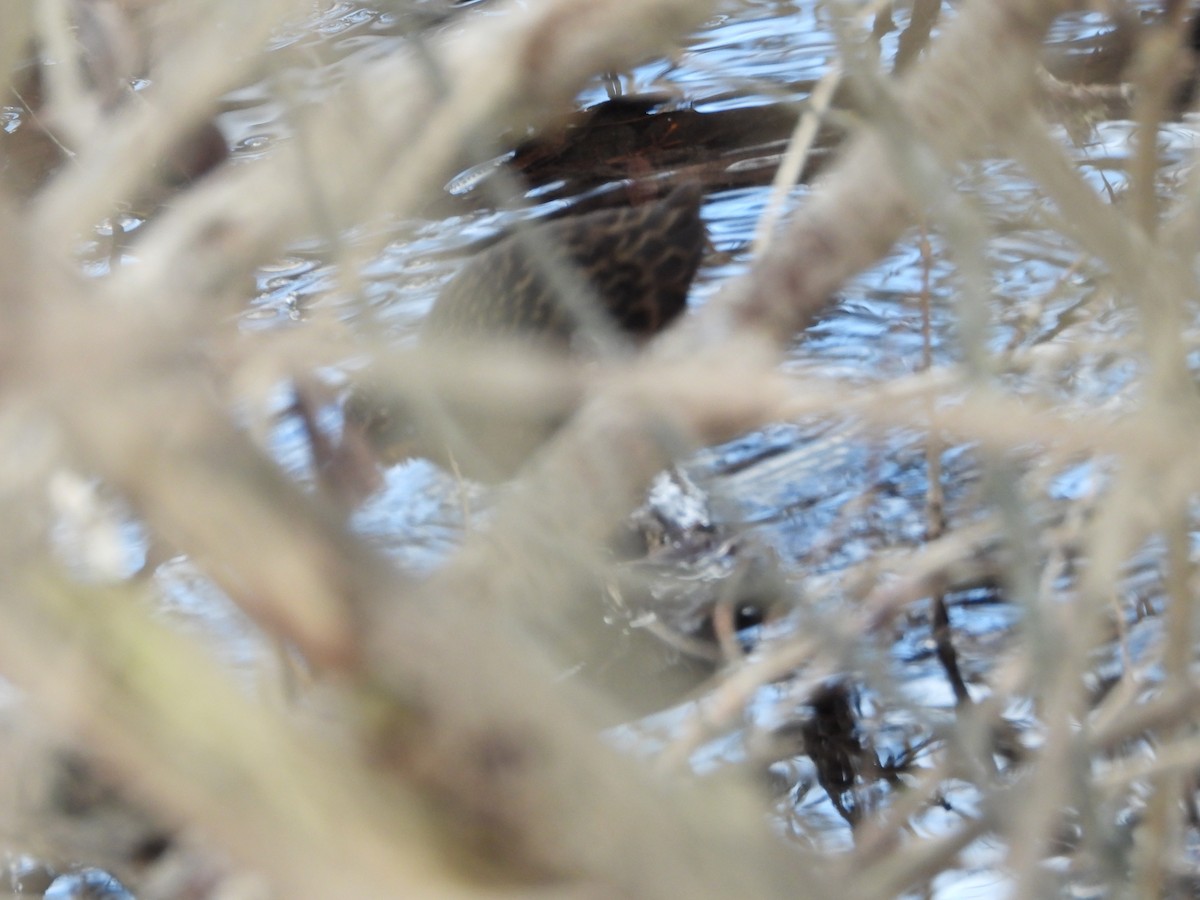 grynterikse - ML646865431