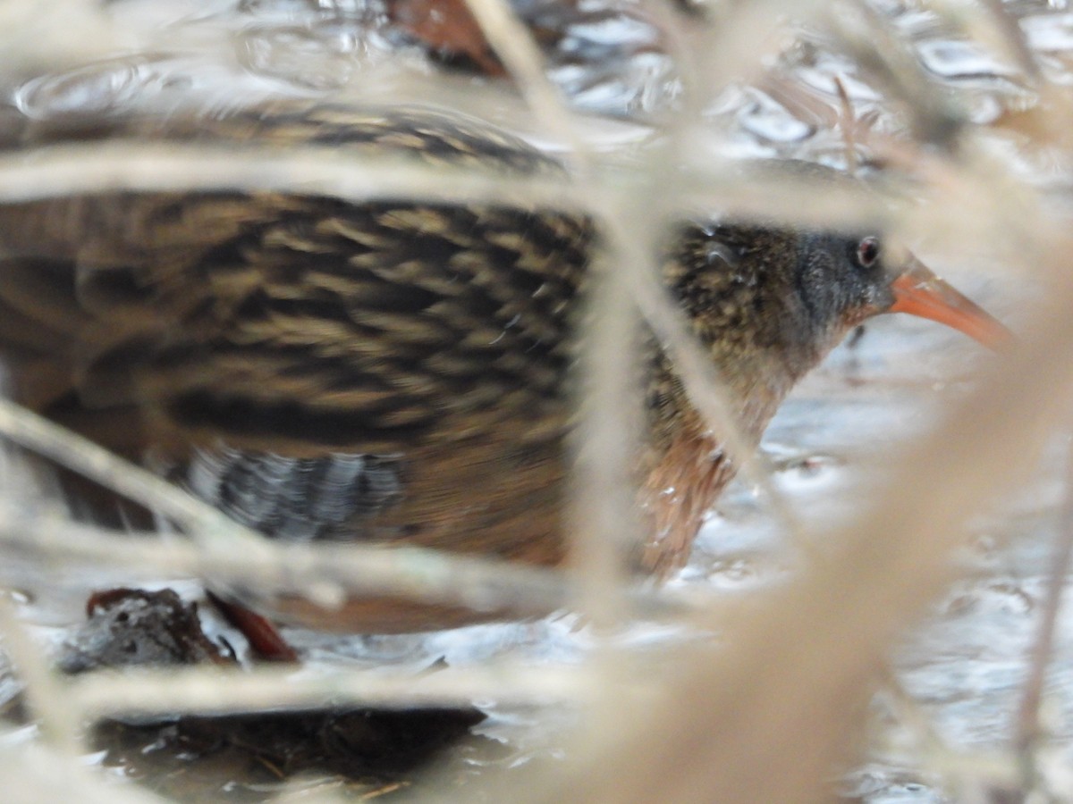 grynterikse - ML646865432