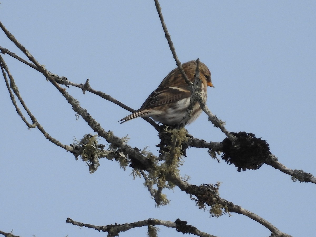 Redpoll (Common) - ML646865435