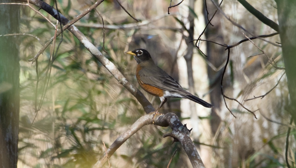 American Robin - ML646865439