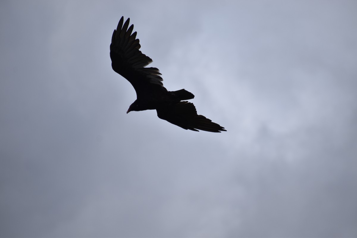 Turkey Vulture - ML646865440