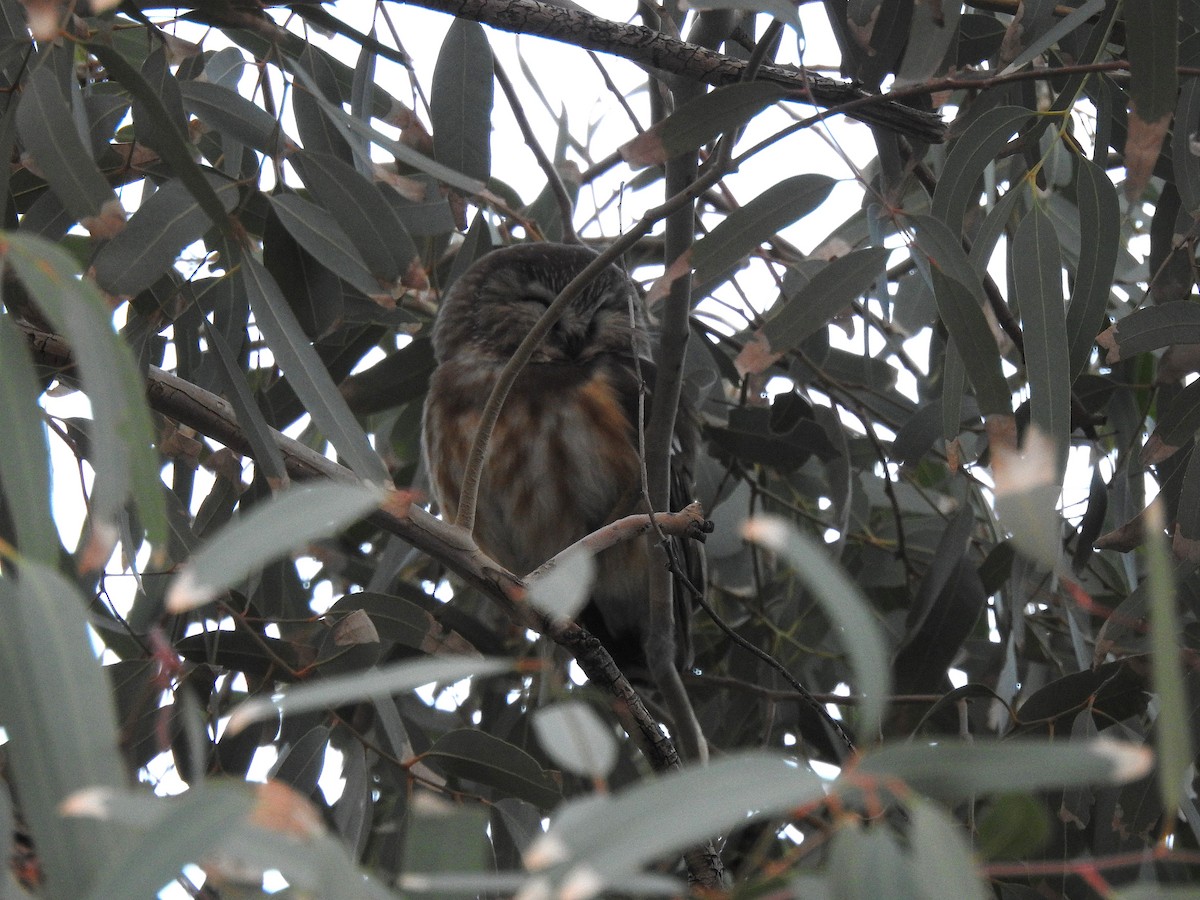 slipeugle - ML646865444