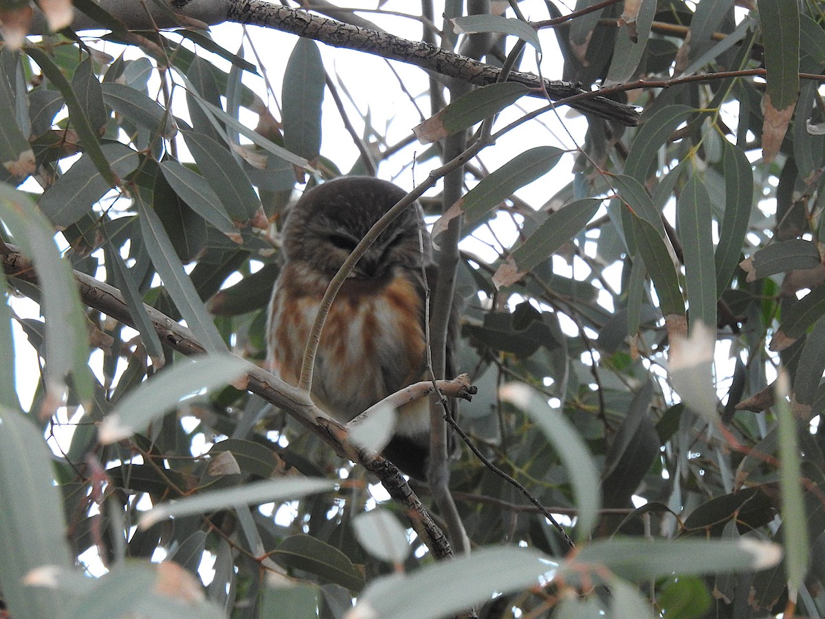 slipeugle - ML646865445