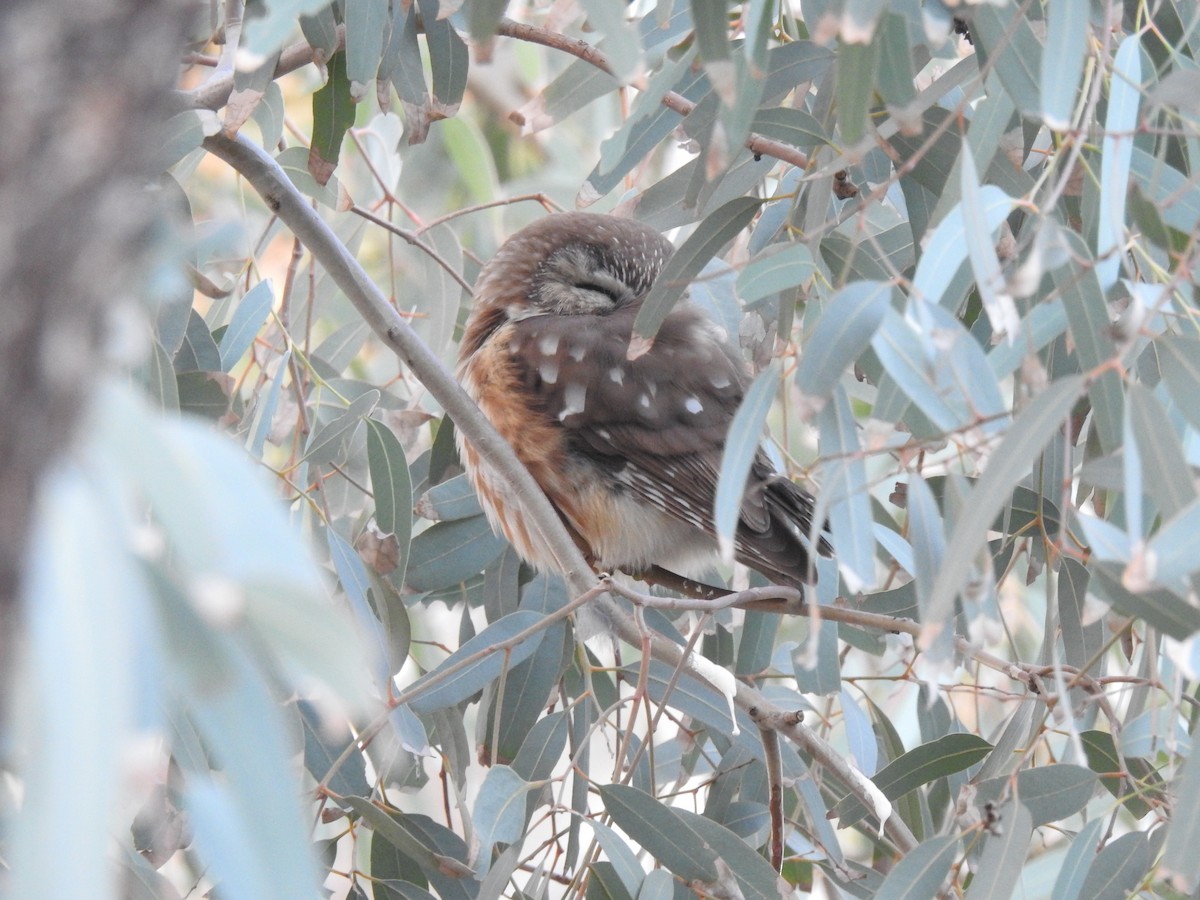 slipeugle - ML646865446