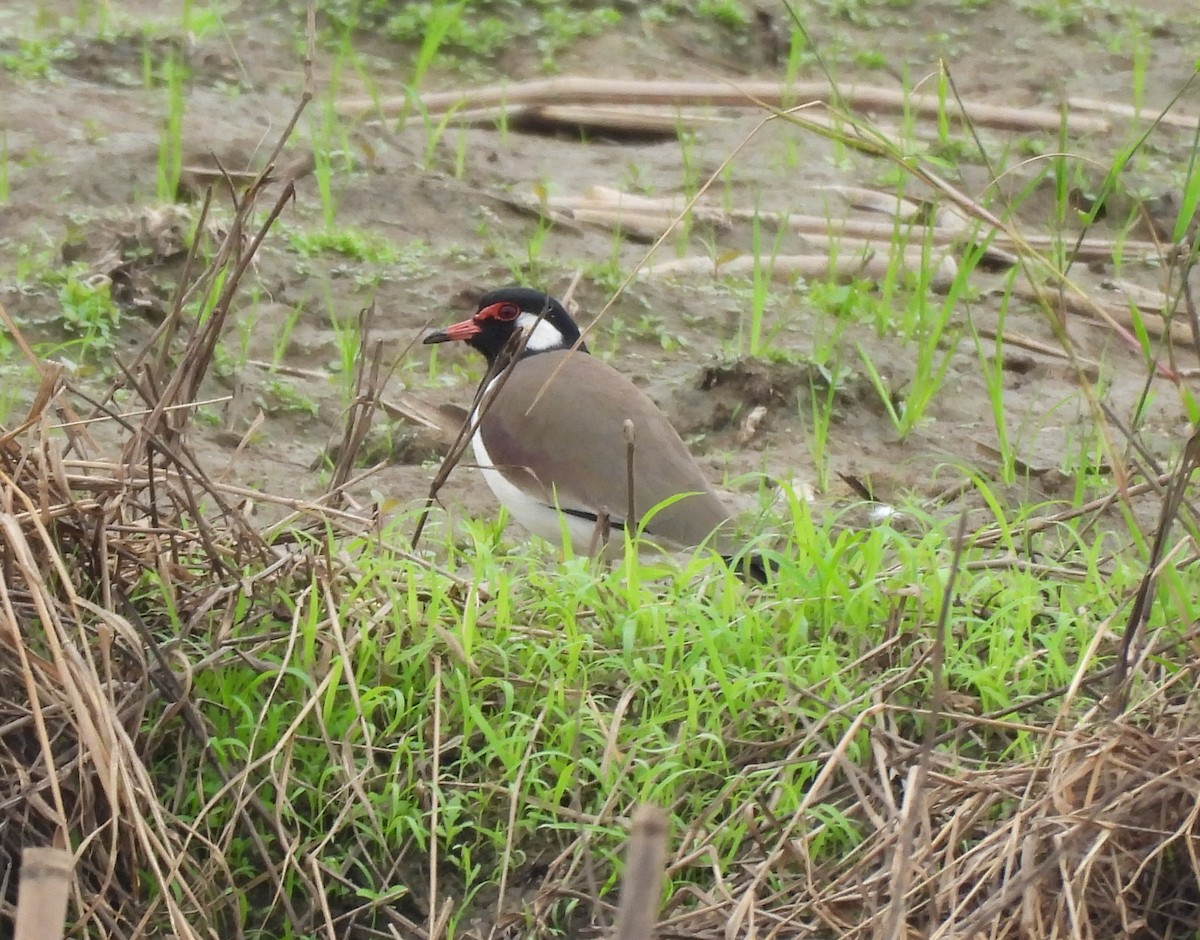 Büyük Kızkuşu - ML646865447