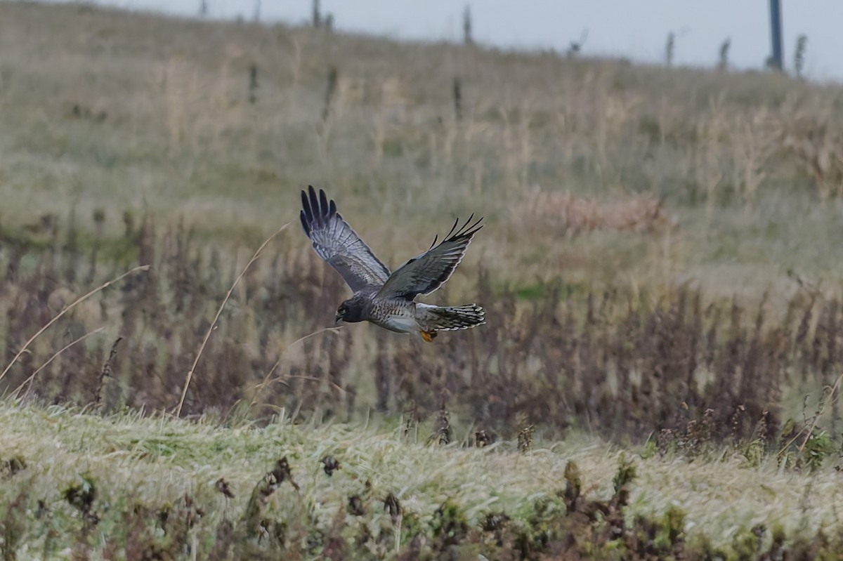 Northern Harrier - ML646865448