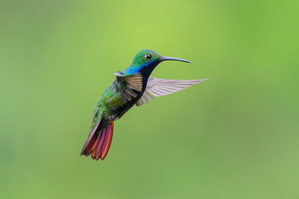 kolibřík tropický - ML646865449