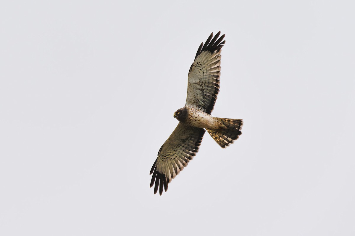 Northern Harrier - ML646865451