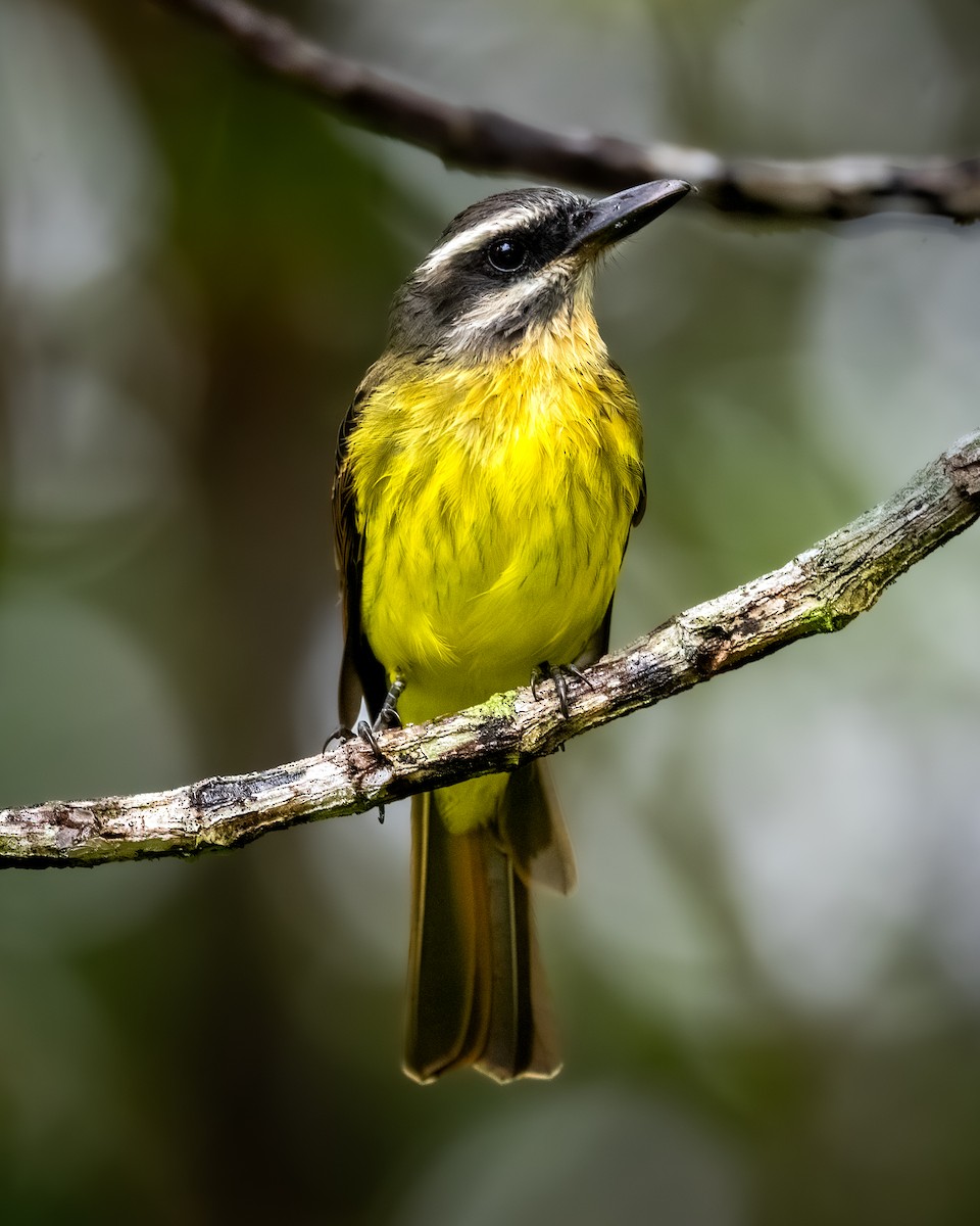 Tyran à ventre d'or - ML646865452