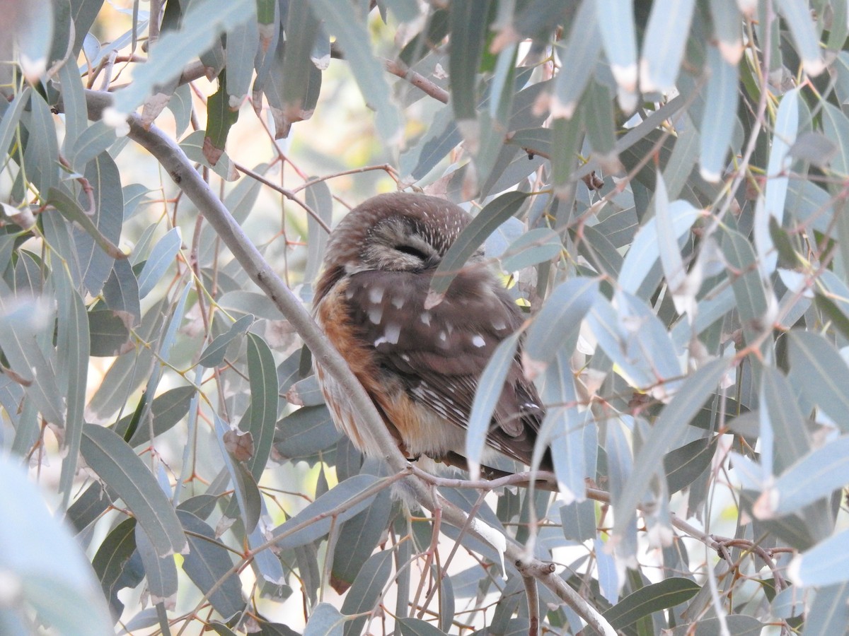 slipeugle - ML646865454