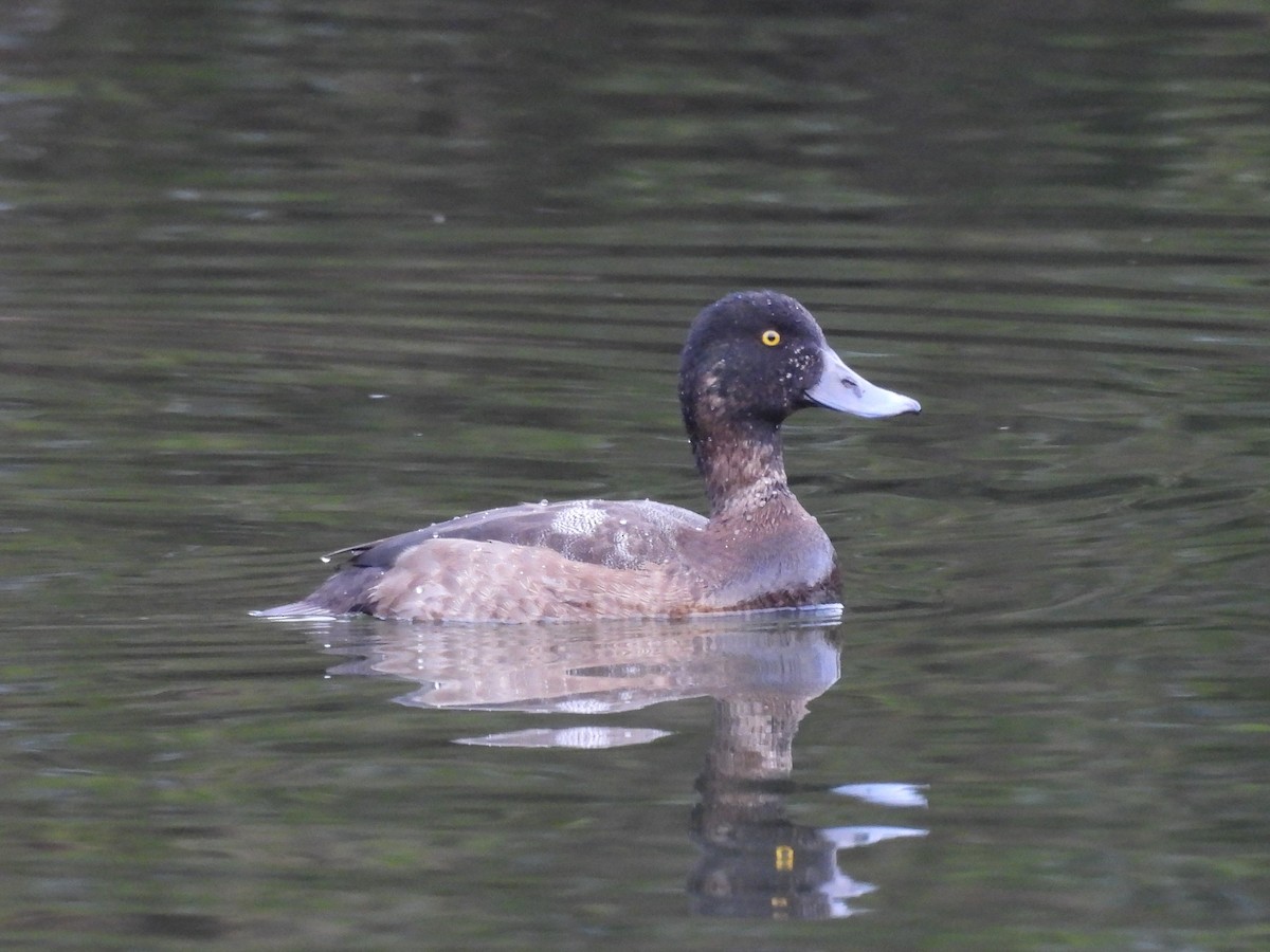 Greater Scaup - ML646865455