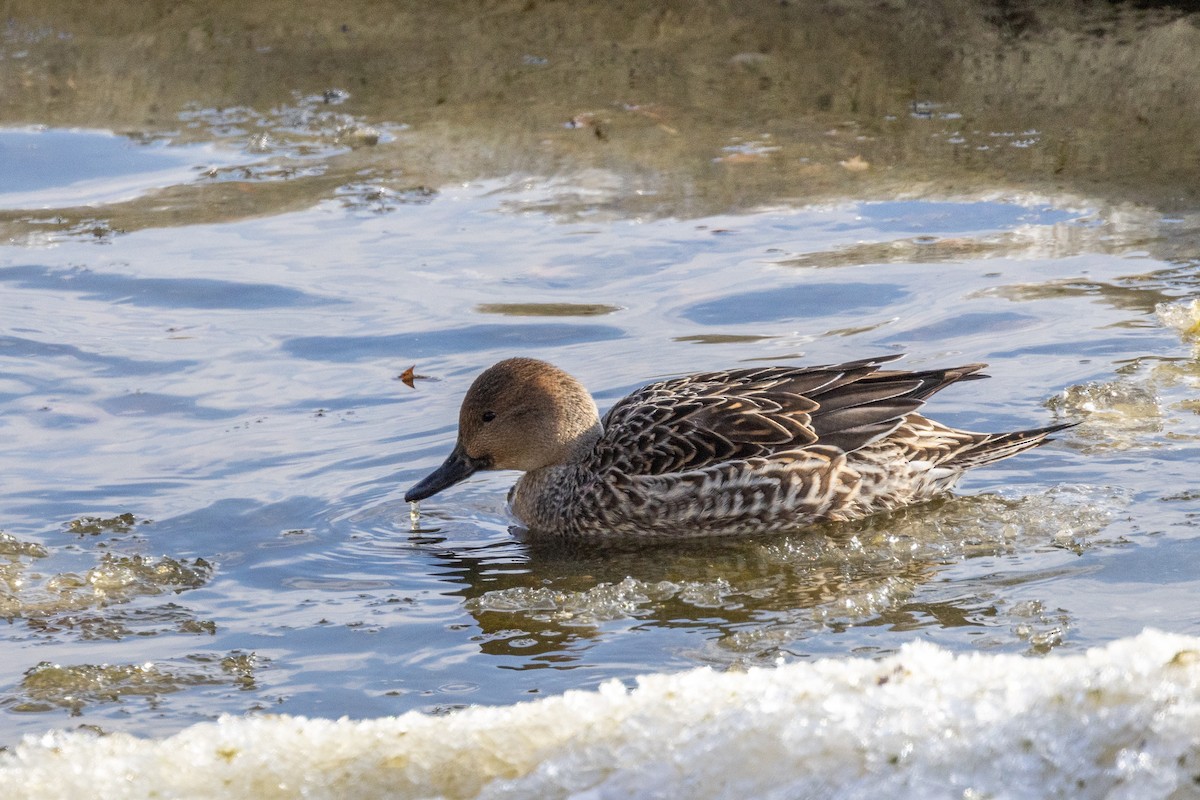 Шилохвіст північний - ML646865457