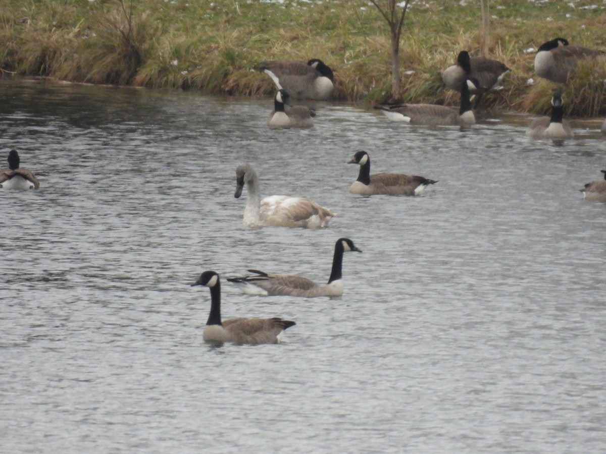 Trompeterschwan - ML646865459