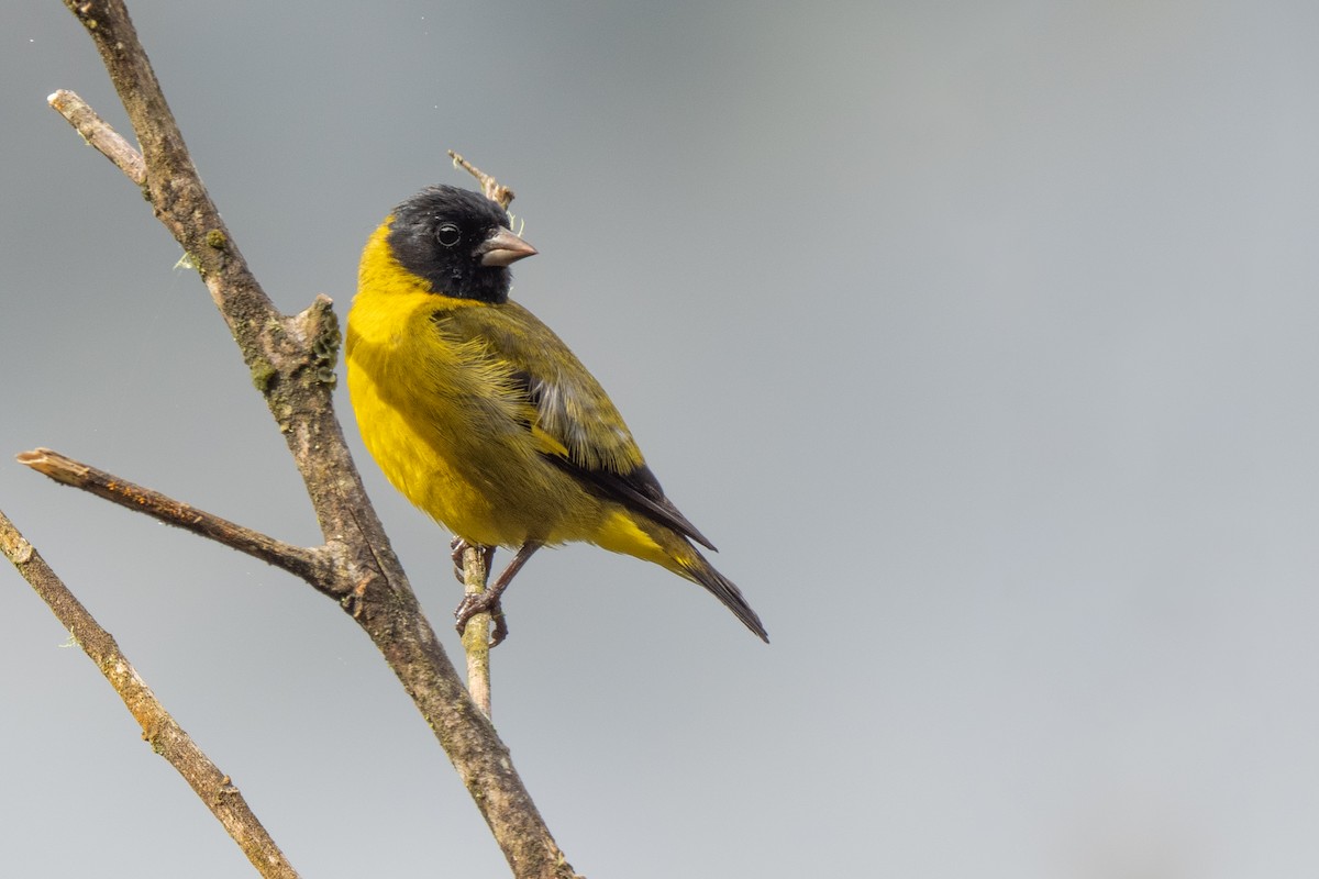 オリーブヒワ - ML646865462