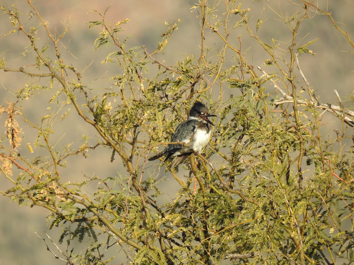 belteisfugl - ML646865465