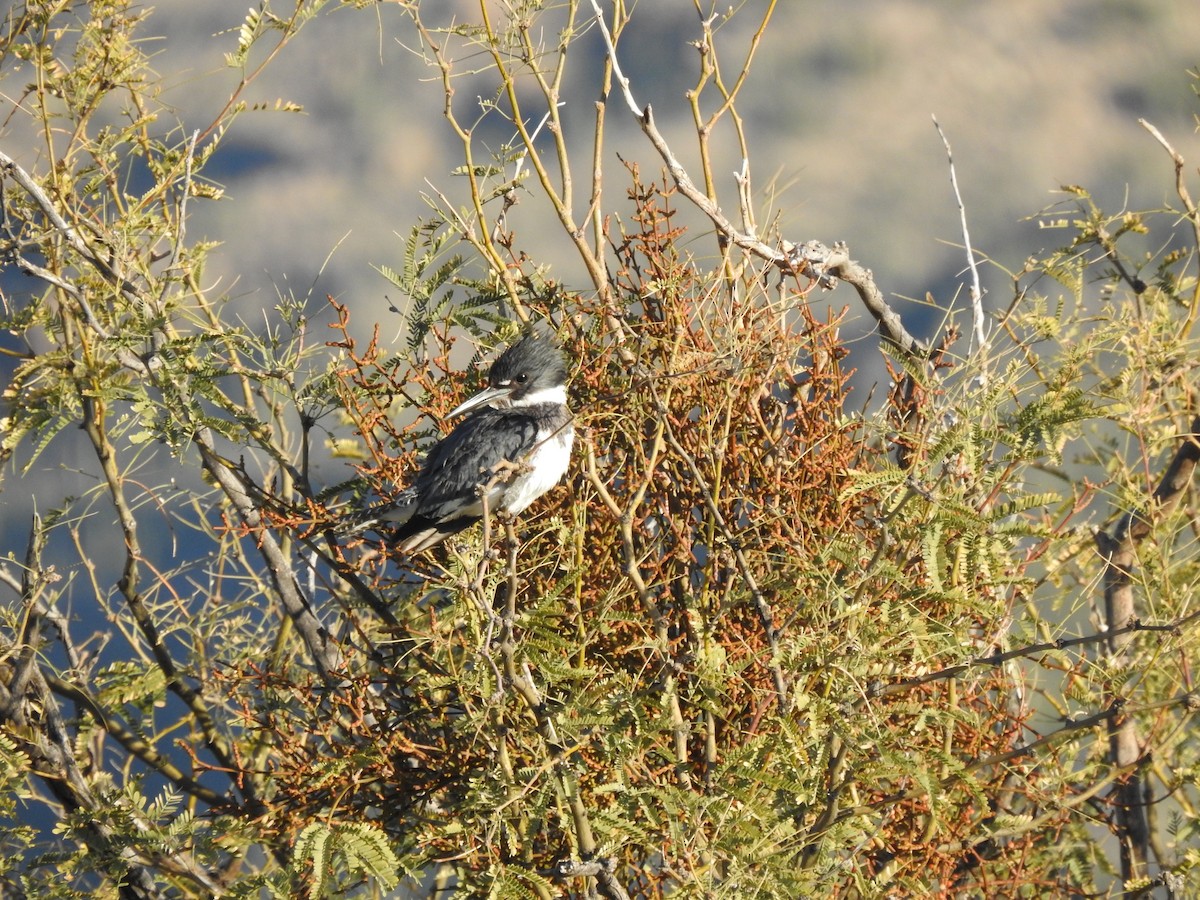 belteisfugl - ML646865466