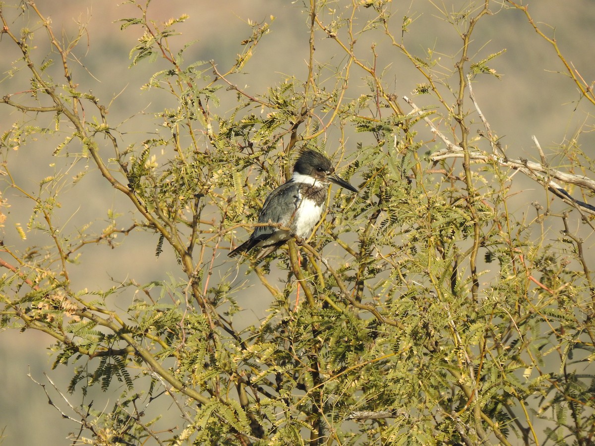 belteisfugl - ML646865468