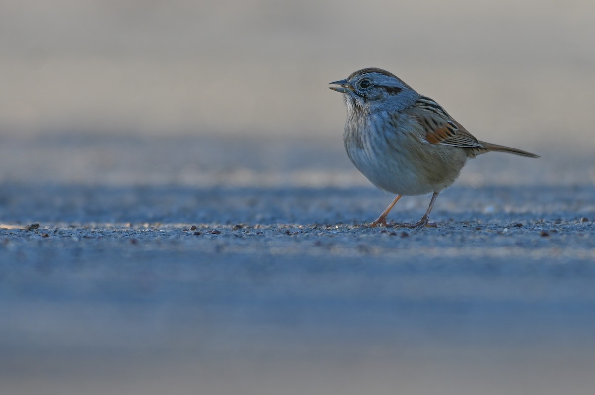 Swamp Sparrow - ML646865471
