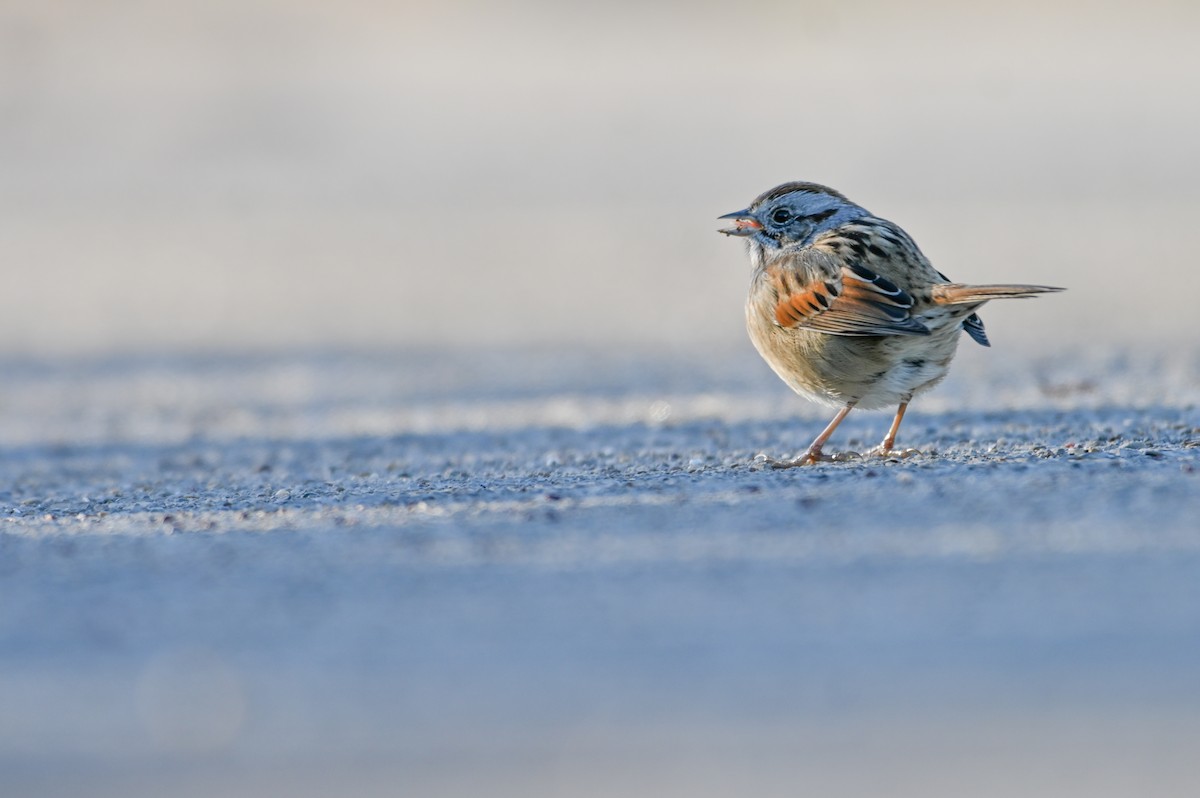 Swamp Sparrow - ML646865472
